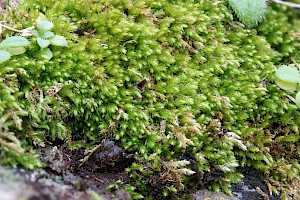 Scorpiurium circinatum Curving Feather-moss