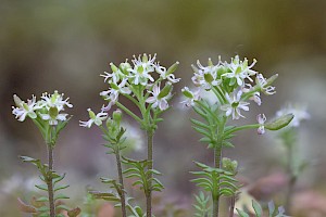 Hornungia petraea Hutchinsia