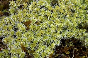 Racomitrium canescens Hoary Fringe-moss