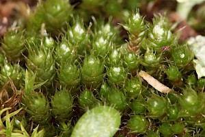 Bryum kunzei Funck's Thread-moss