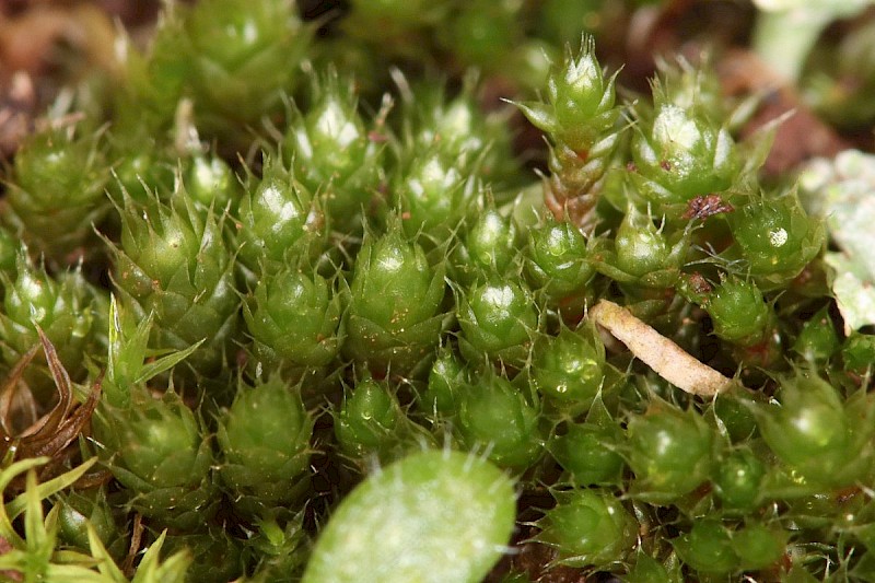 Bryum kunzei