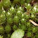 Bryum kunzei