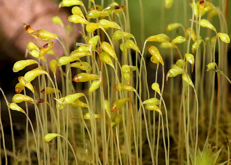 Leptobryum pyriforme - © Barry Stewart