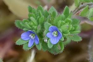 Veronica arvensis Wall Speedwell