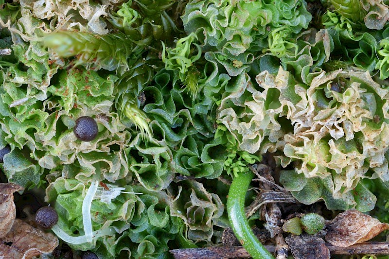 Fossombronia caespitiformis - © Barry Stewart