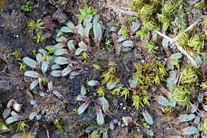 Riccia subbifurca Least Crystalwort