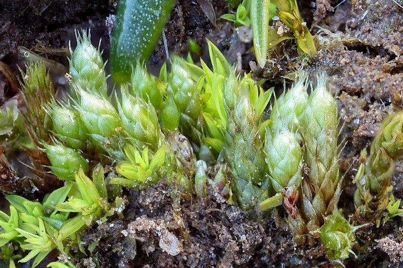 Bryum kunzei - © Barry Stewart