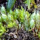 Bryum kunzei