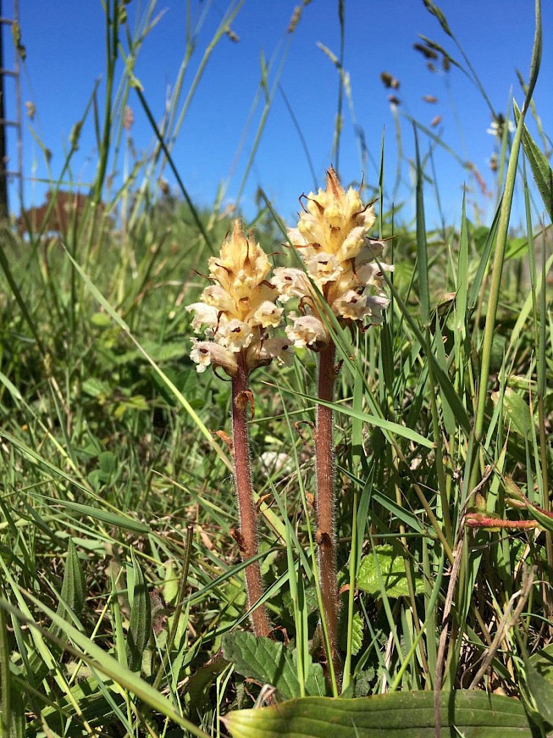 Orobanche picridis - © Barry Stewart