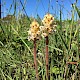 Orobanche picridis