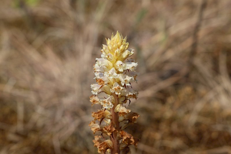 Orobanche picridis - © Barry Stewart