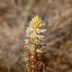 Orobanche picridis