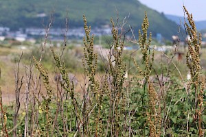 Rumex cristatus Greek Dock