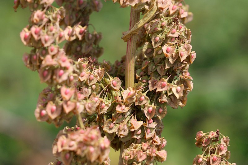 Rumex cristatus - © Barry Stewart