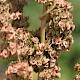 Rumex cristatus