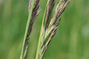 Calamagrostis epigejos Wood Small-reed