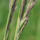 Calamagrostis epigejos