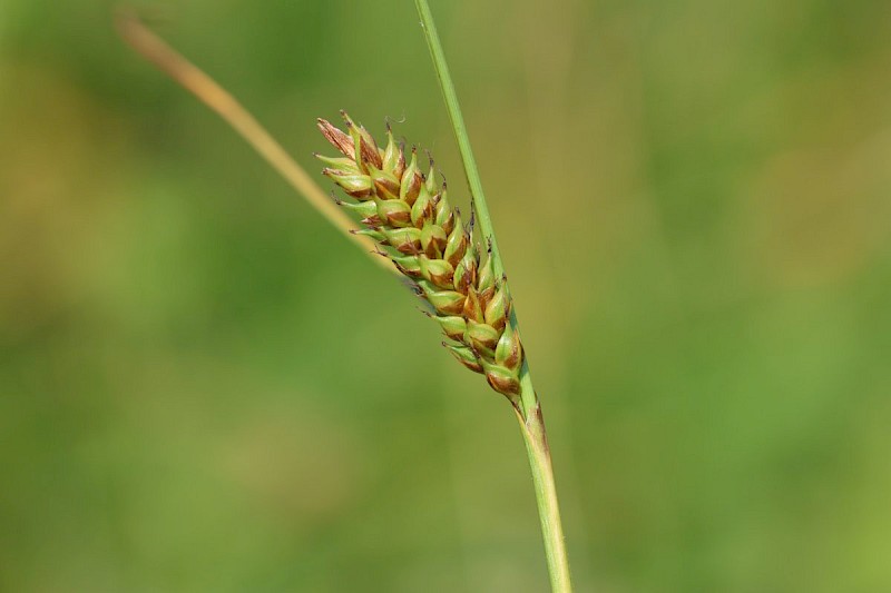 Carex distans - © Barry Stewart