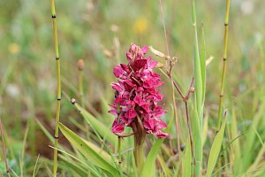 Dactylorhiza incarnata subsp. coccinea Early Marsh-orchid