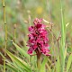 Dactylorhiza incarnata subsp. coccinea