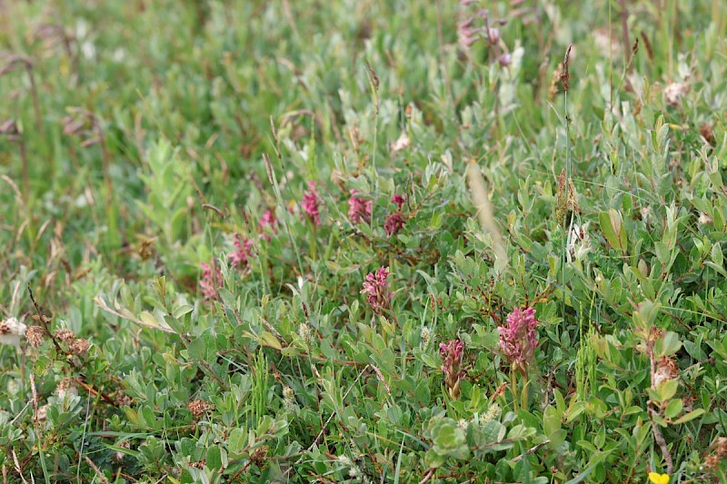 Dactylorhiza incarnata subsp. coccinea - © Barry Stewart