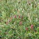 Dactylorhiza incarnata subsp. coccinea