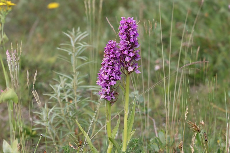 Dactylorhiza praetermissa - © Barry Stewart