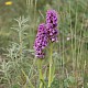 Dactylorhiza praetermissa