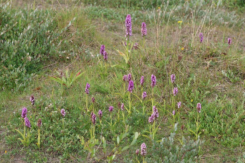 Dactylorhiza praetermissa - © Barry Stewart