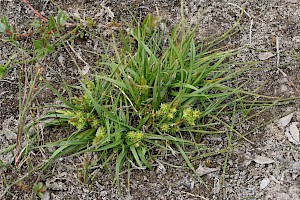 Carex oederi Small-fruited Yellow-sedge