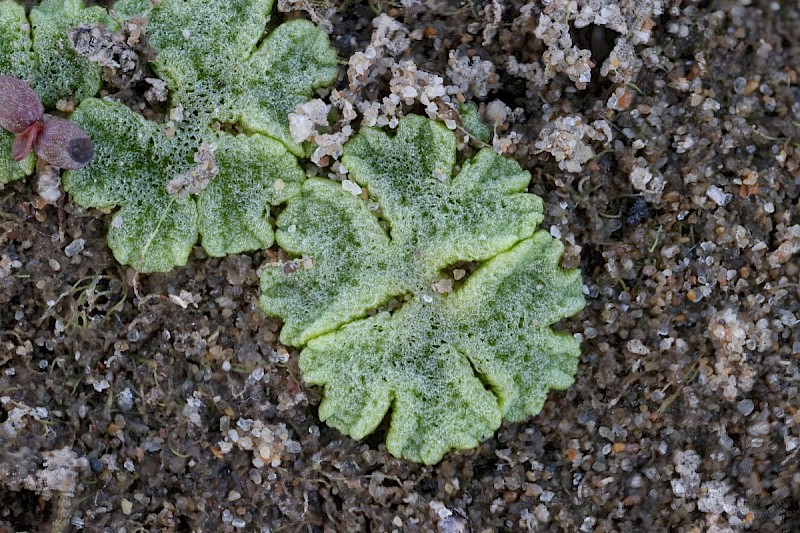 Riccia cavernosa - © Barry Stewart