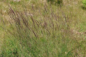 Agrostis curtisii Bristle Bent