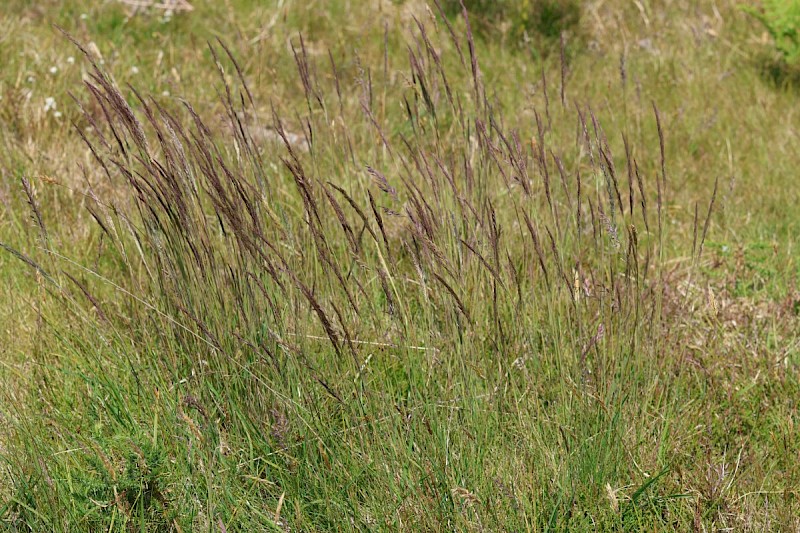 Agrostis curtisii - © Barry Stewart