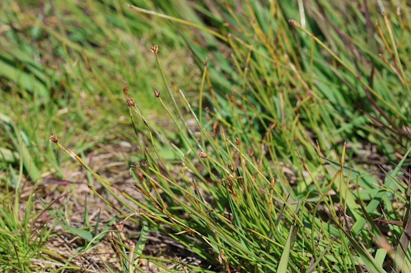 Eleocharis multicaulis - © Barry Stewart