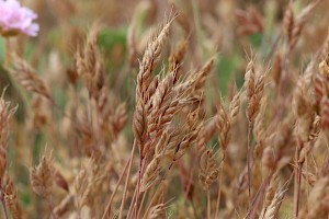 Bromus hordeaceus subsp. ferronii Least Soft-brome