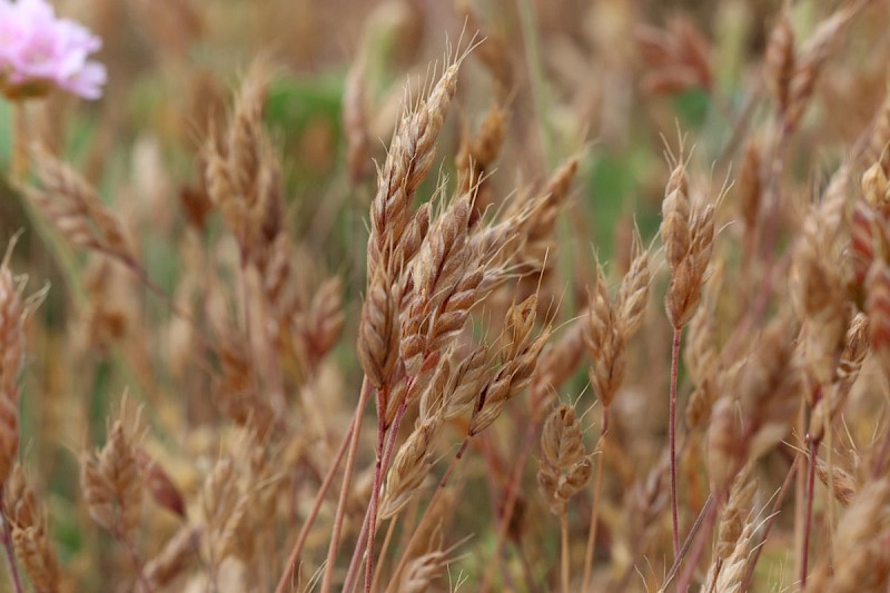 Bromus hordeaceus subsp. ferronii - © Barry Stewart