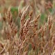 Bromus hordeaceus subsp. ferronii