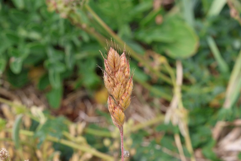 Bromus hordeaceus subsp. ferronii - © Barry Stewart