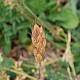 Bromus hordeaceus subsp. ferronii