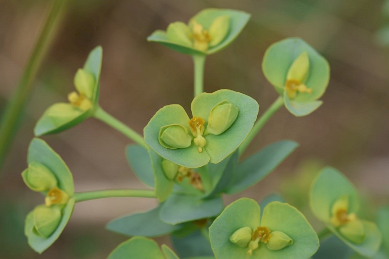 Euphorbia paralias - © Barry Stewart