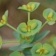 Euphorbia paralias