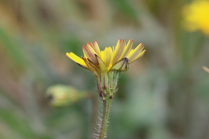 Leontodon hispidus - © Barry Stewart