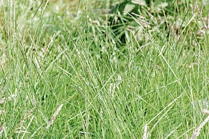 Elytrigia repens Common Couch