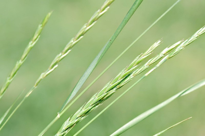 Elytrigia repens - © Barry Stewart