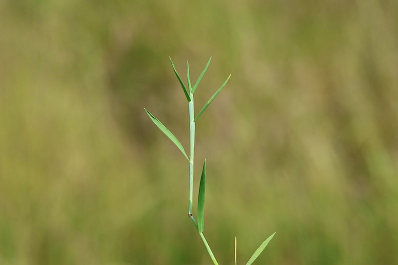 Alopecurus geniculatus - © Barry Stewart