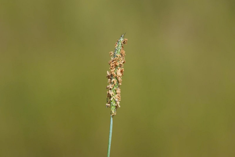 Alopecurus geniculatus - © Barry Stewart