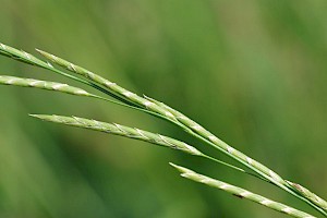 Glyceria declinata Small Sweet-grass