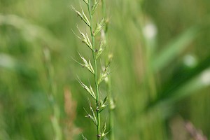 Lolium multiflorum Italian Rye-grass