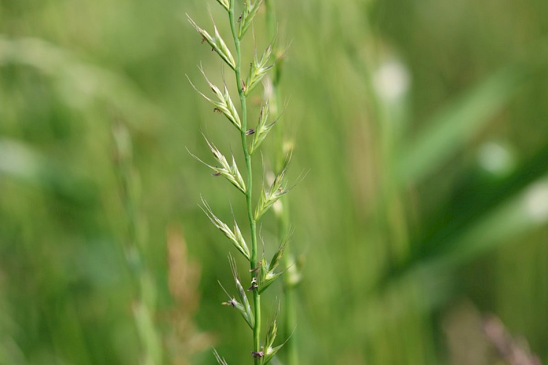 Lolium multiflorum - © Barry Stewart