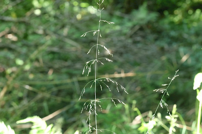 Milium effusum - © Barry Stewart